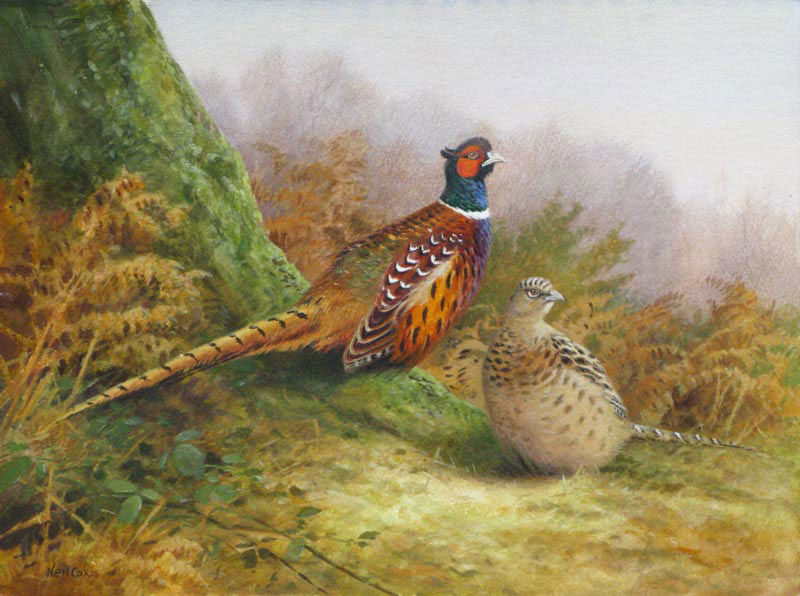 Neil Cox: Pheasant pair