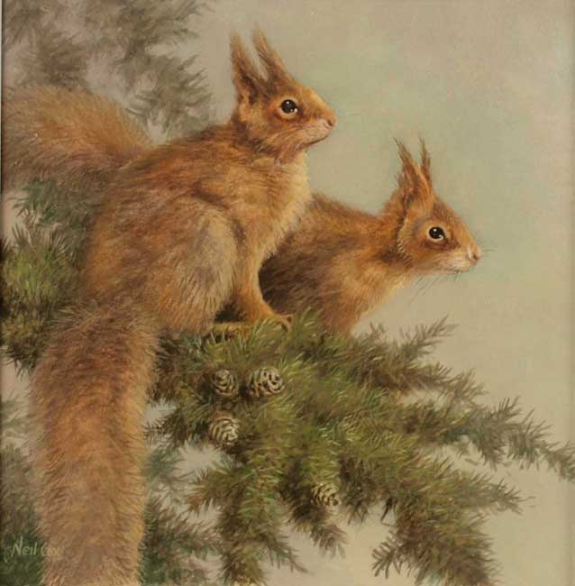 Neil Cox, Red Squirrels